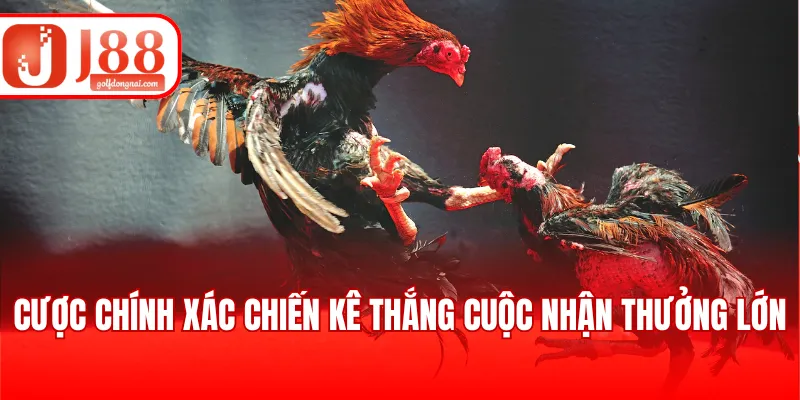 Cược chính xác chiến kê thắng cuộc nhận thưởng lớn