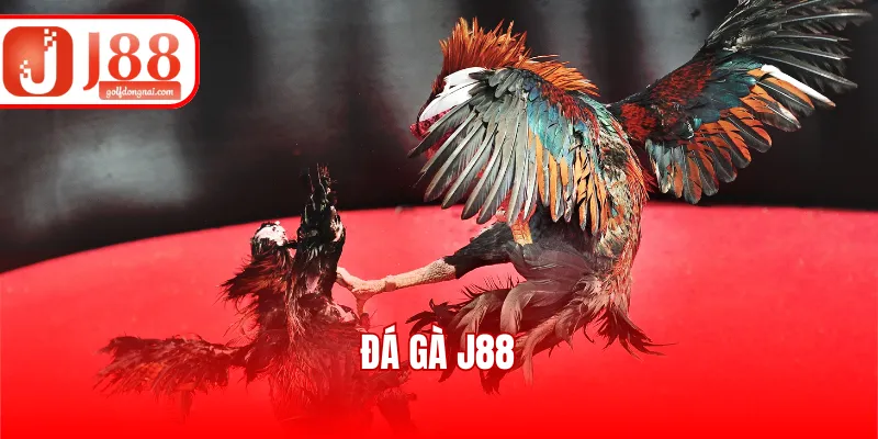 Đá Gà J88 - Mãn Nhãn Với Hơn 100+ Trận Đấu Kịch Tính