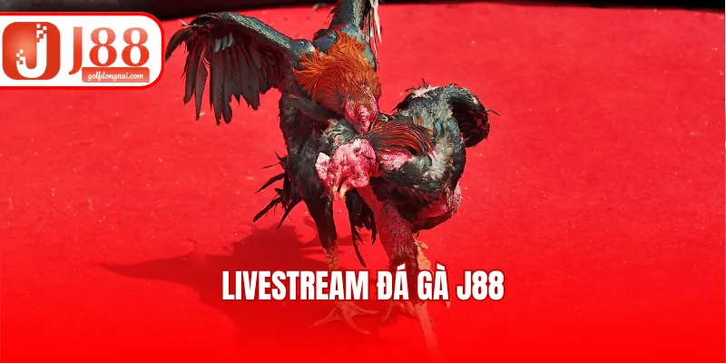Livestream Đá Gà J88 - Hình Ảnh Sắc Nét, BLV Chuyên Nghiệp
